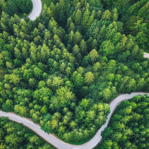 areial pine tree forest