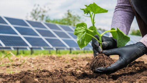 hands planting in front of solar panels