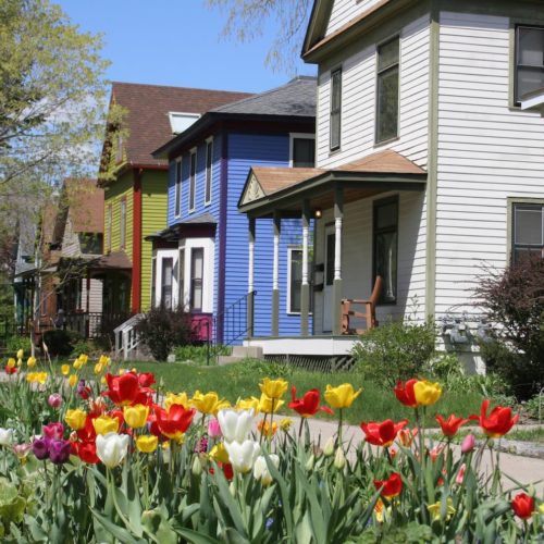 Tulips in front of houses on Milwaukee Avenue
