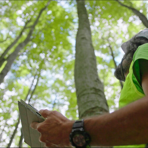 man hiking in forest observing trees