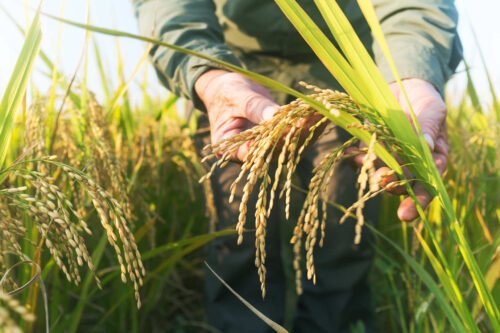 man checking ripe rice in autumn