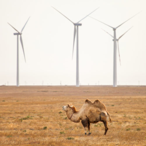 Domestic bactrian camel at the background of the wind turbines in a steppe of Kazakhstan